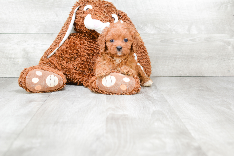 Hypoallergenic Cavoodle Poodle Mix Puppy