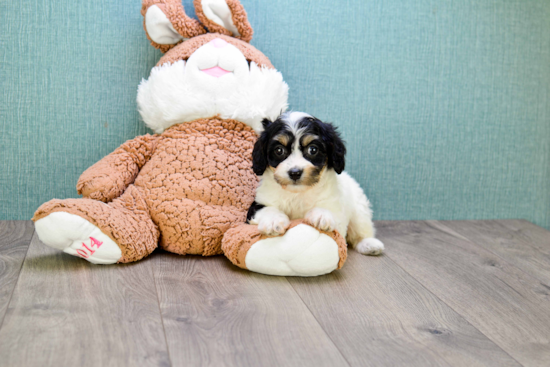 Cavachon Pup Being Cute