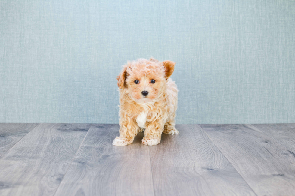 Maltipoo Pup Being Cute