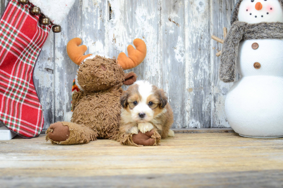 Best Mini Bernedoodle Baby