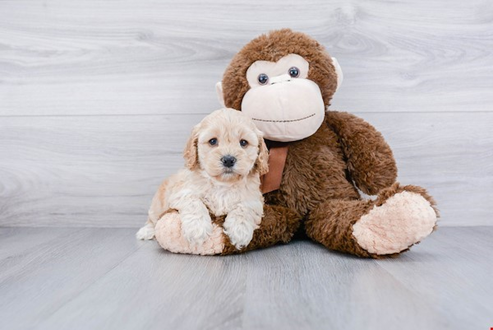 Popular Cockapoo Poodle Mix Pup