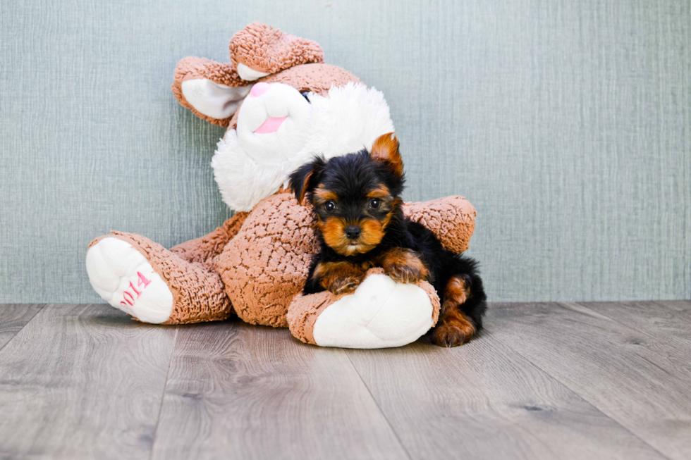 Meet Timmy - our Yorkshire Terrier Puppy Photo 