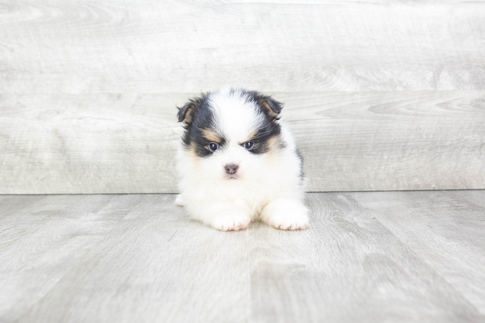 Playful Pomeranian Purebred Pup