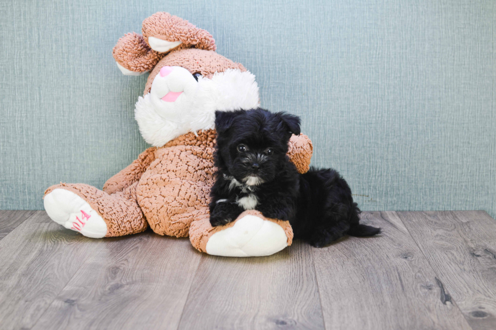 Friendly Morkie Baby