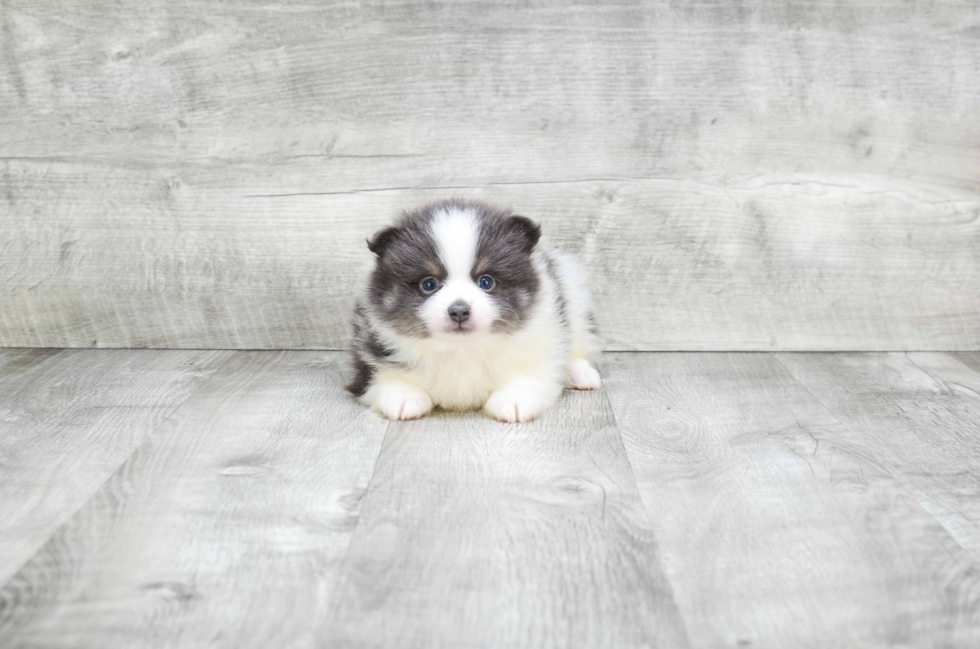 Fluffy Pomeranian Purebred Puppy