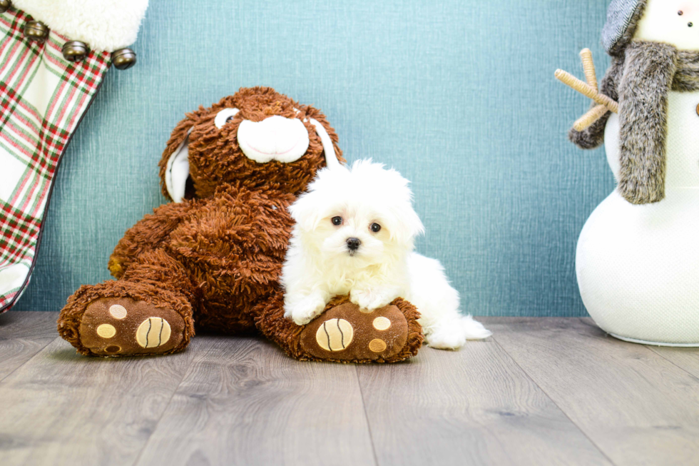 Meet Teacup-Hunter - our Maltese Puppy Photo 