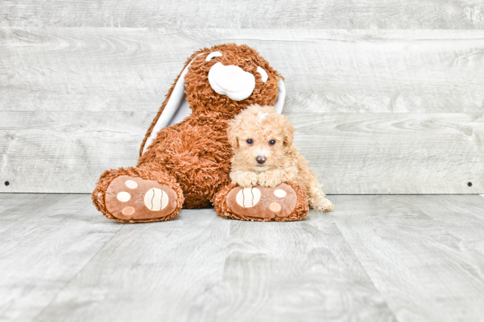 Adorable Maltese Poodle Poodle Mix Puppy