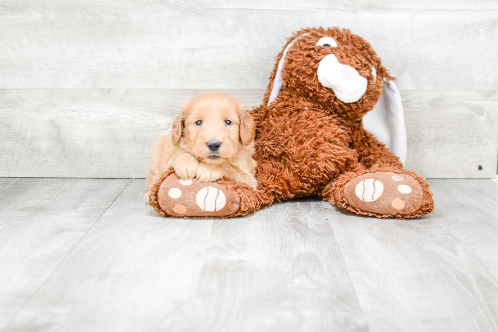 Mini Goldendoodle Pup Being Cute