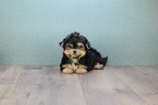 Funny Morkie Designer Pup