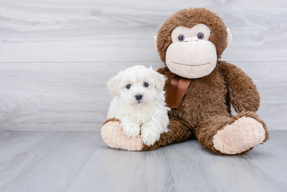 Maltipoo Puppy for Adoption