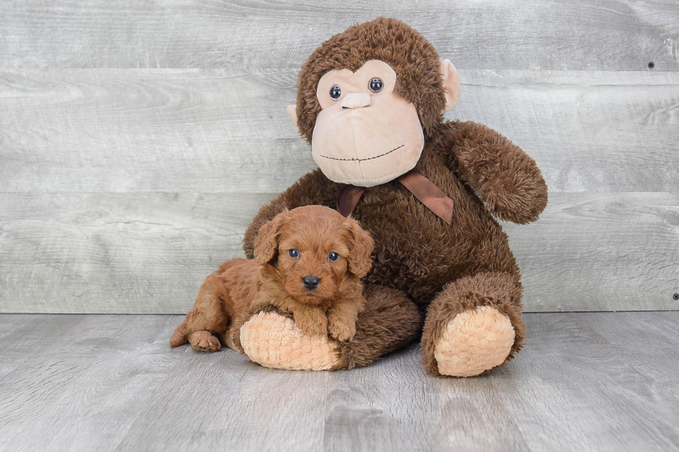 Little Cavoodle Poodle Mix Puppy