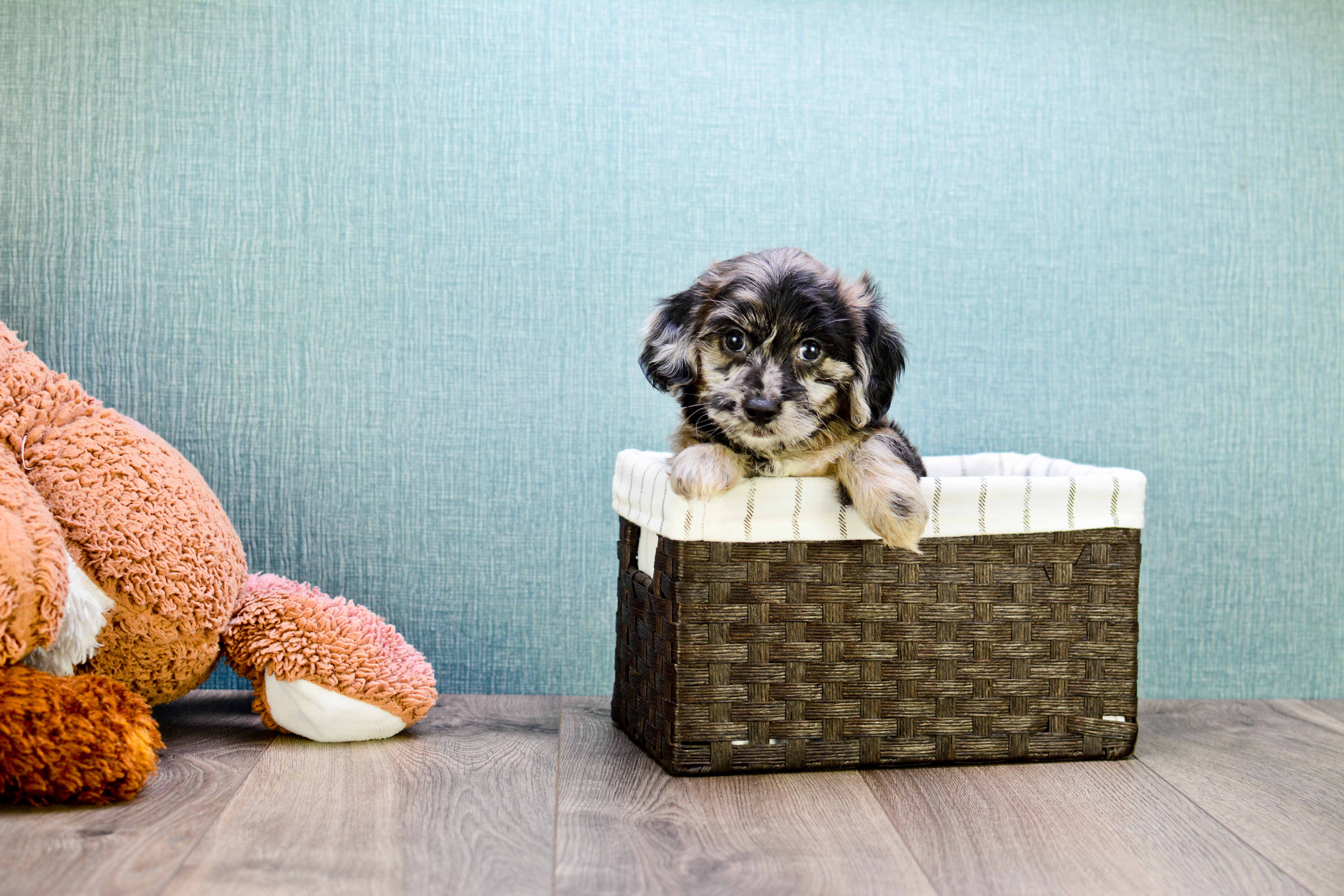 Popular Yorkie Poo Poodle Mix Pup