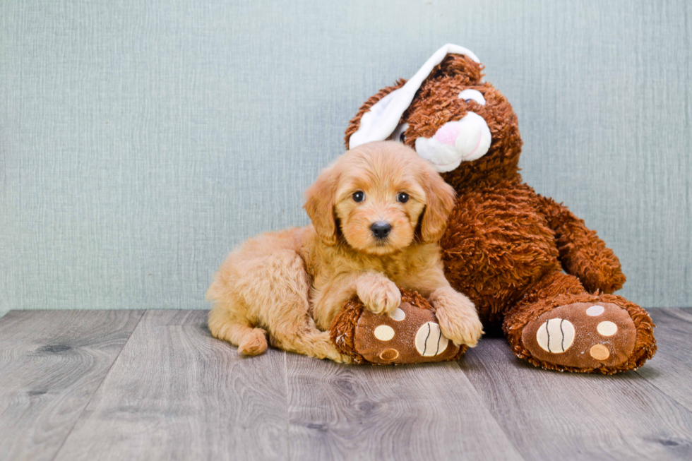 Mini Goldendoodle Pup Being Cute