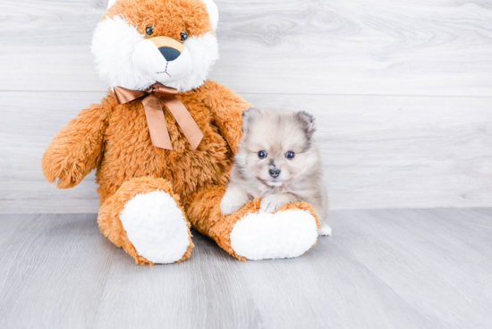 Sweet Pomeranian Purebred Puppy