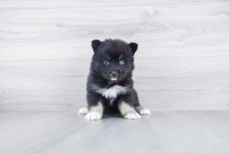 Playful Mini Husky Designer Puppy