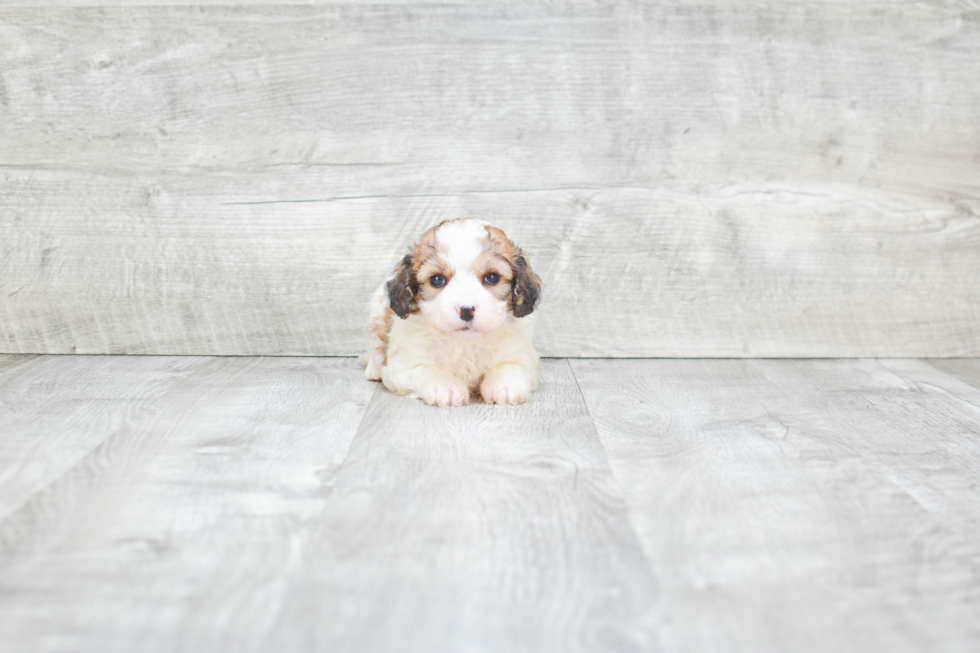 Cavachon Puppy for Adoption