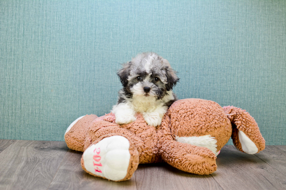 Small Havanese Purebred Pup