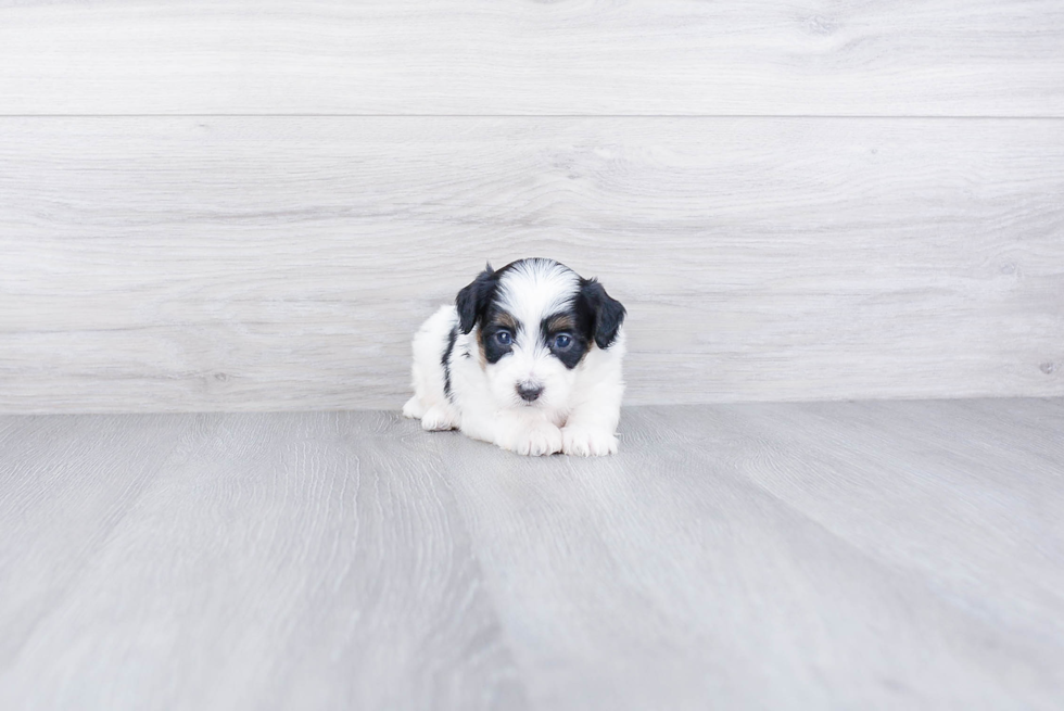 Mini Bernedoodle Puppy for Adoption