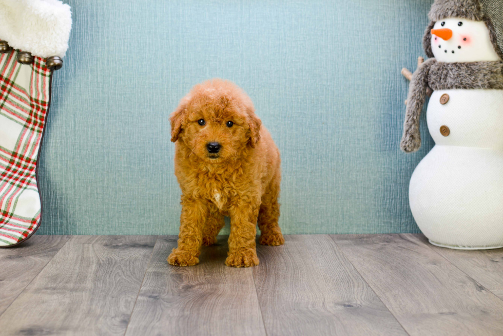 Mini Goldendoodle Puppy for Adoption