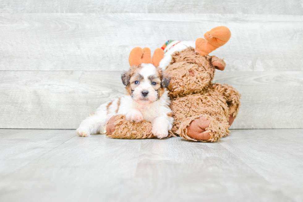 Teddy Bear Pup Being Cute