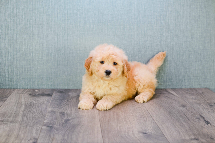 Happy Mini Goldendoodle Baby