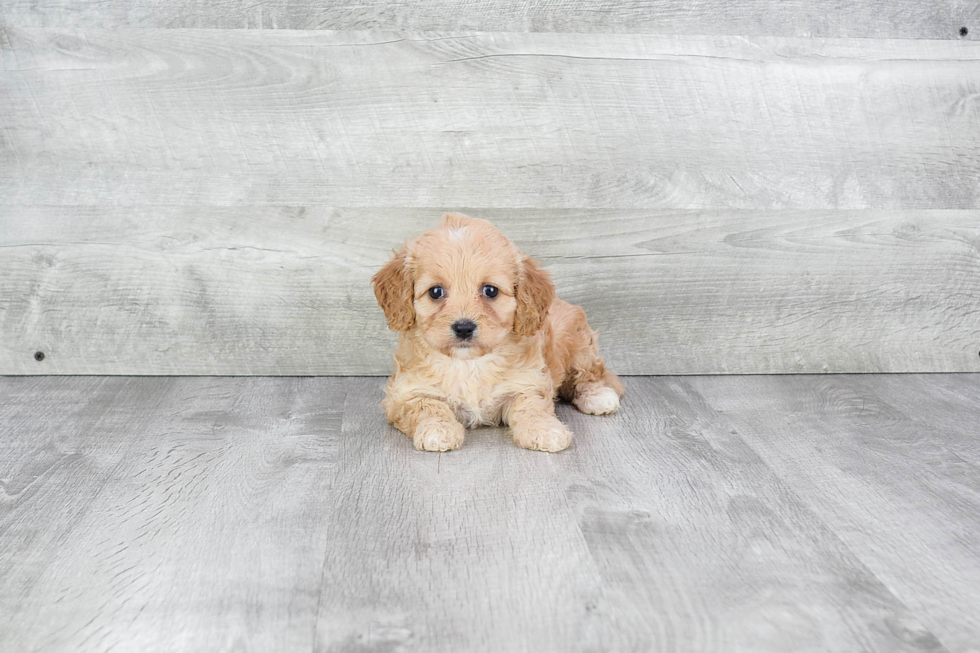 Cavachon Pup Being Cute