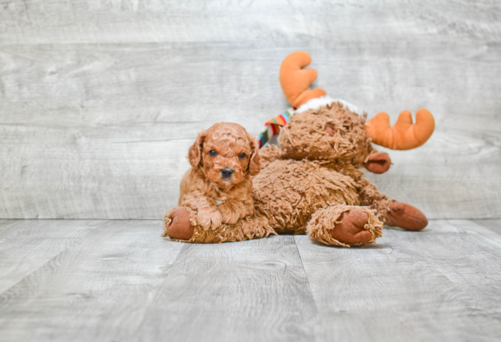 Energetic Cavoodle Poodle Mix Puppy