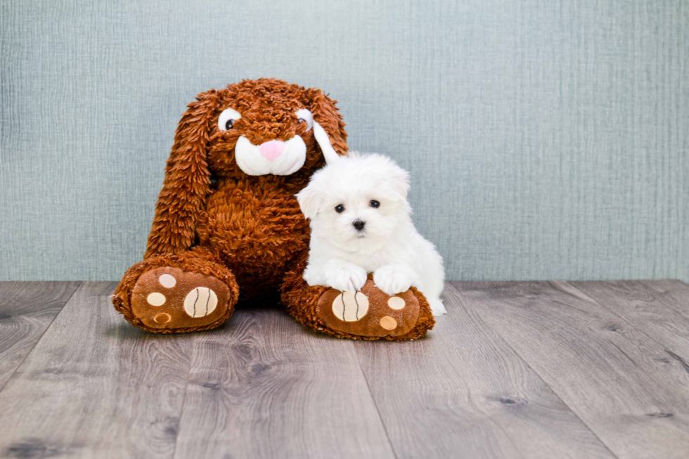 Little Maltese Purebred Pup