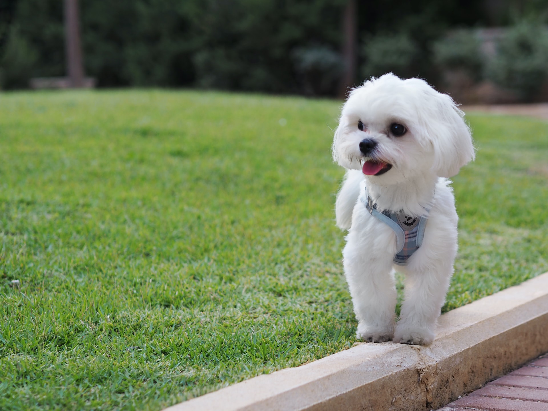 Maltese shops dog hypoallergenic dogs