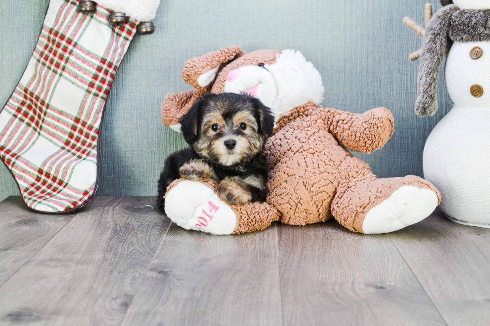 Hypoallergenic Yorkie Designer Puppy