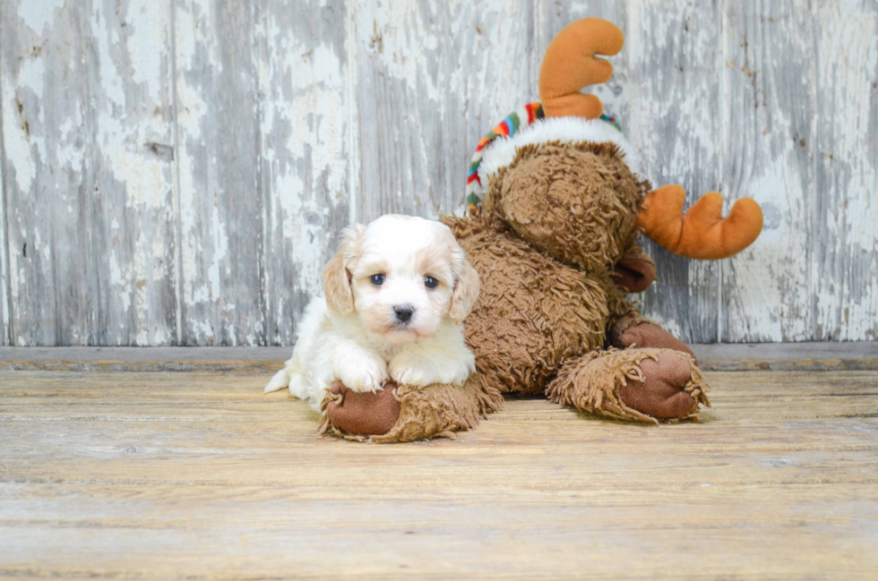 Cavachon Pup Being Cute