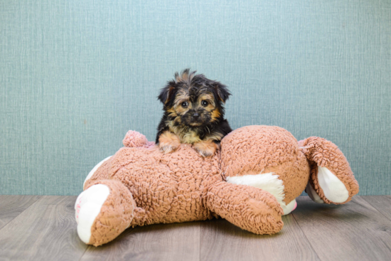 Morkie Pup Being Cute