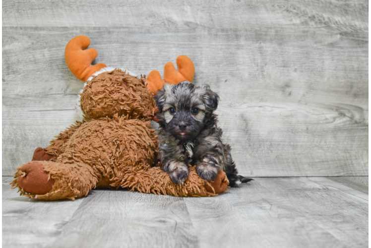 Havanese Pup Being Cute