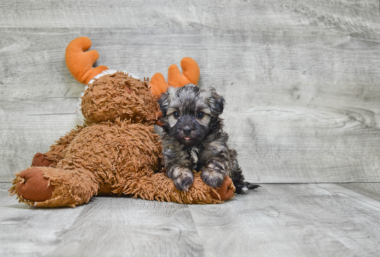 Havanese Pup Being Cute