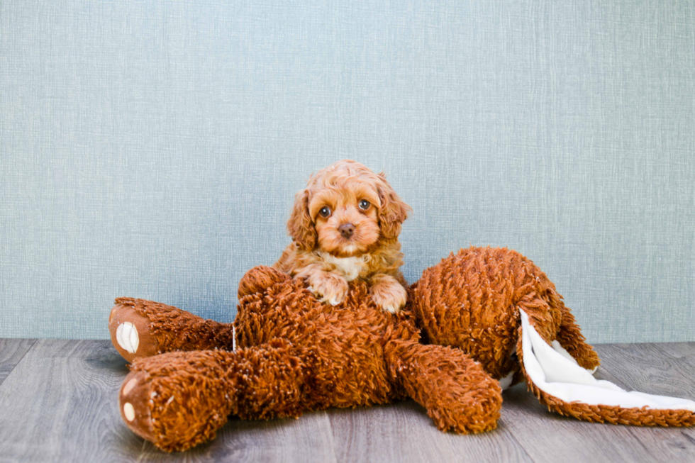 Best Cockapoo Baby