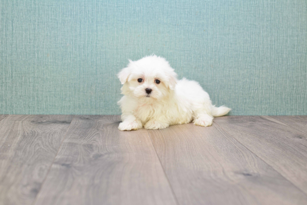 Maltese Puppy for Adoption