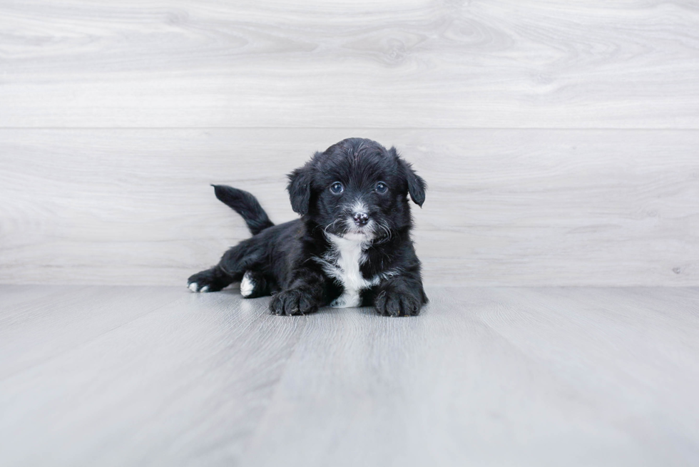 Funny Mini Aussiedoodle Poodle Mix Pup