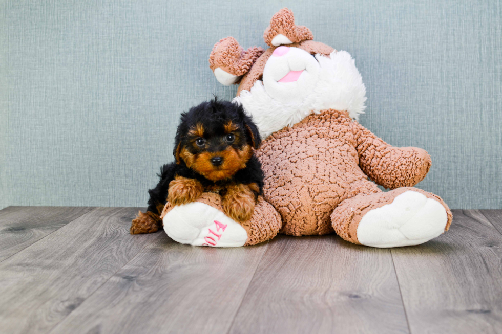 Yorkie Poo Pup Being Cute