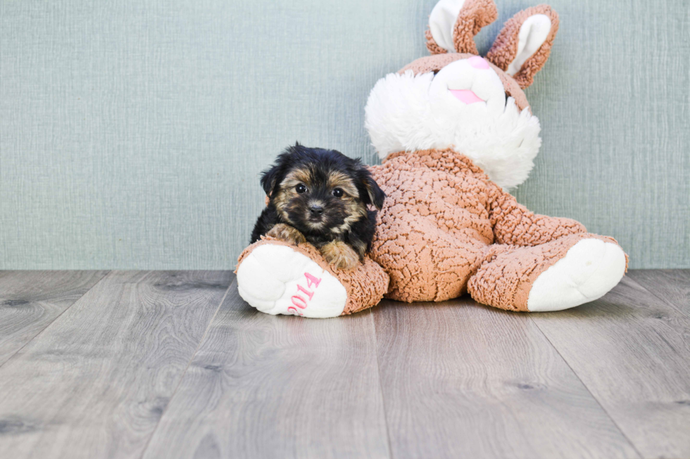 Morkie Pup Being Cute
