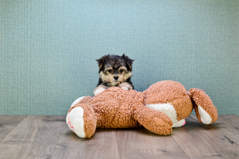 Best Morkie Baby