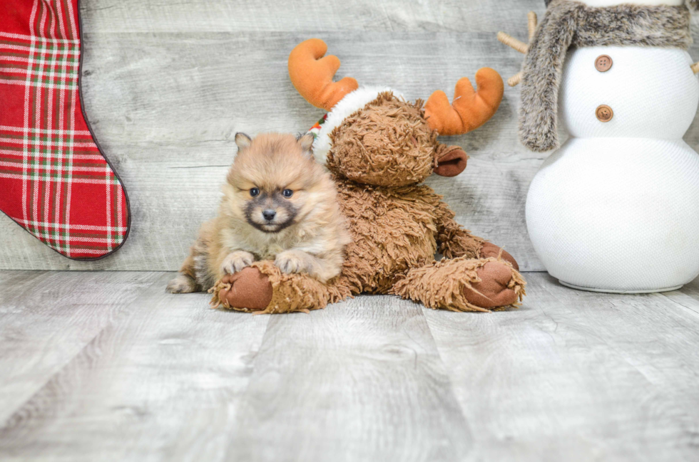 Energetic Pomeranian Purebred Puppy