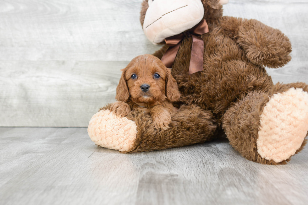 Best Cavapoo Baby