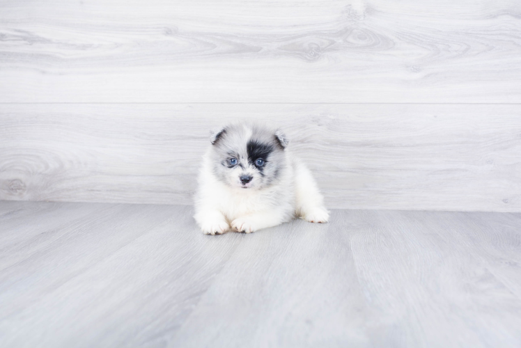 Happy Pomeranian Purebred Puppy