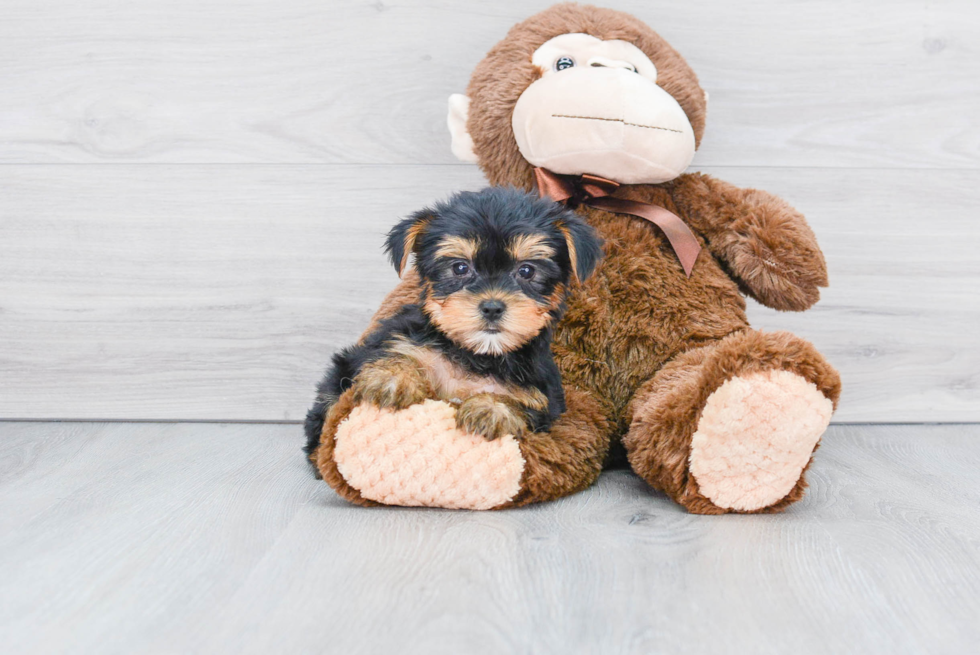 Meet Tinkerbell - our Yorkshire Terrier Puppy Photo 