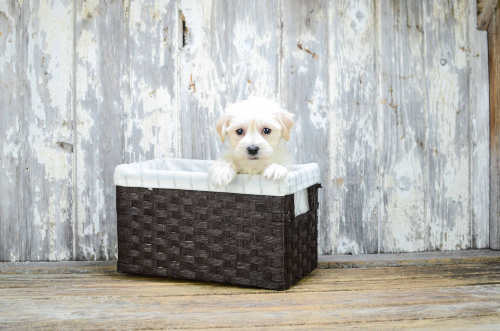 Little Maltese Poodle Poodle Mix Puppy