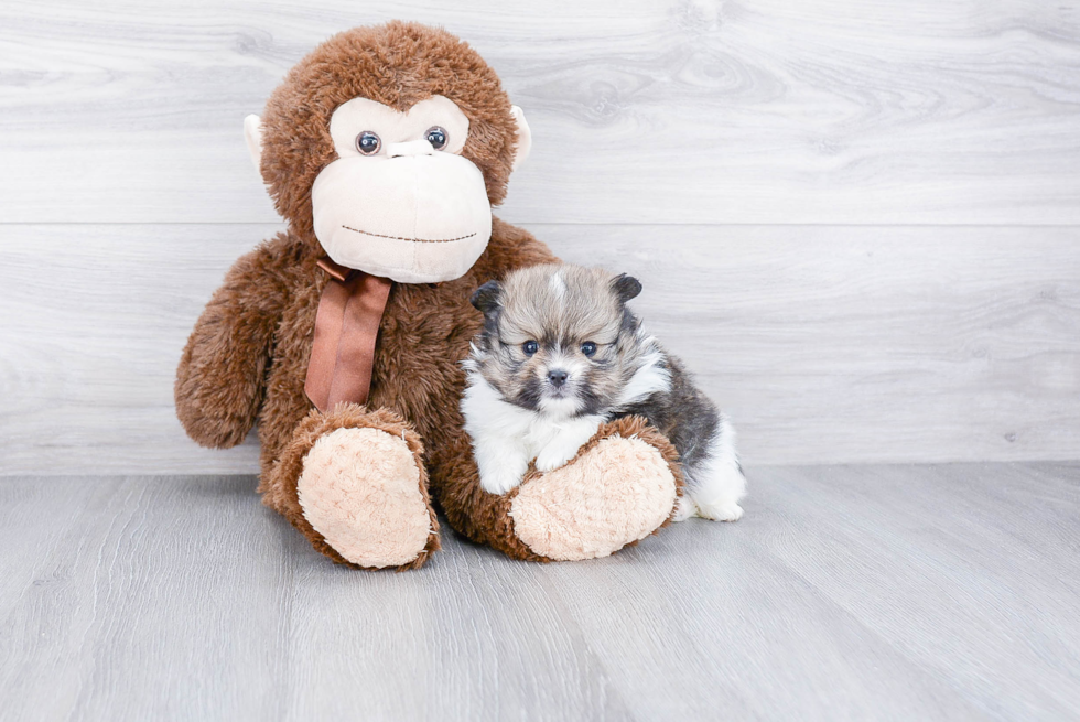 Playful Pomeranian Purebred Pup