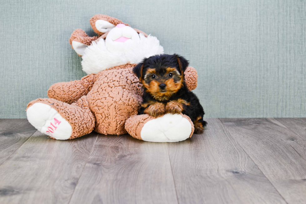 Meet Avery - our Yorkshire Terrier Puppy Photo 