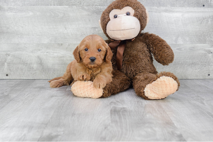 Little Golden Retriever Poodle Mix Puppy