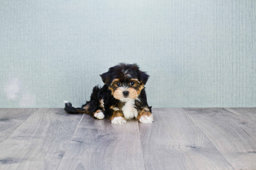 Popular Morkie Designer Pup