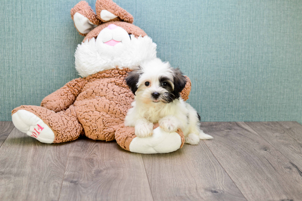 Havanese Pup Being Cute